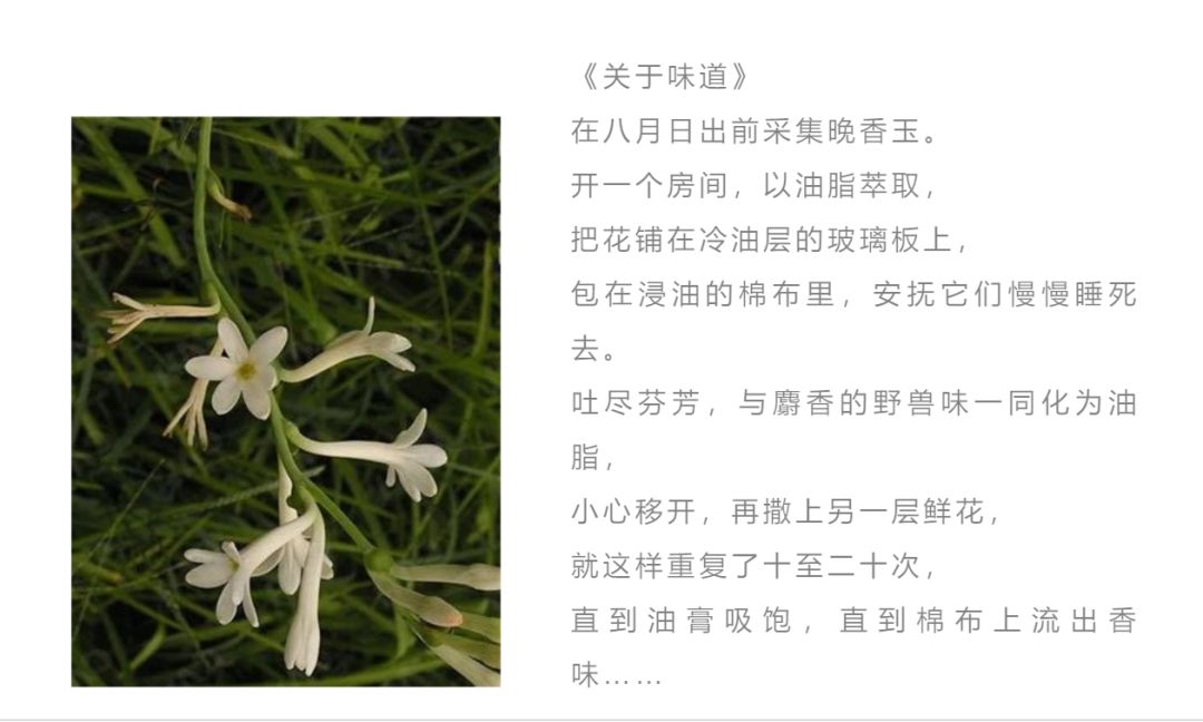 记忆里的那些花儿|夜来香,我为你思量……