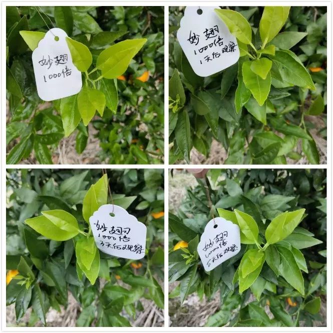 植保技术革命！有机硅、精油、有机氟等，谁将主宰500亿农业助剂市场？