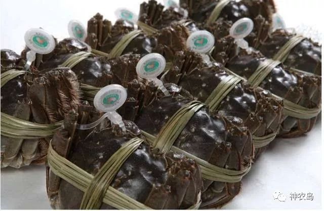 娄向鹏谈农产品实名制,中国农产品特色优势区创建方案