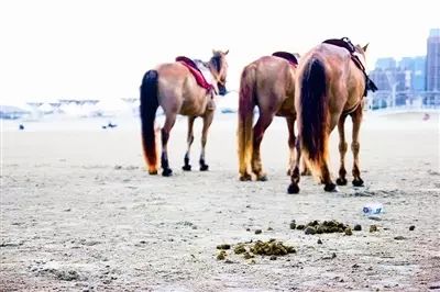 牛粪鸡粪羊粪哪种更肥,羊粪鸡粪牛粪到底哪个养分高