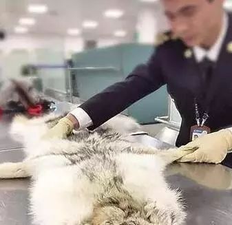 你代购吗?人肉代购回国开箱震惊所有人