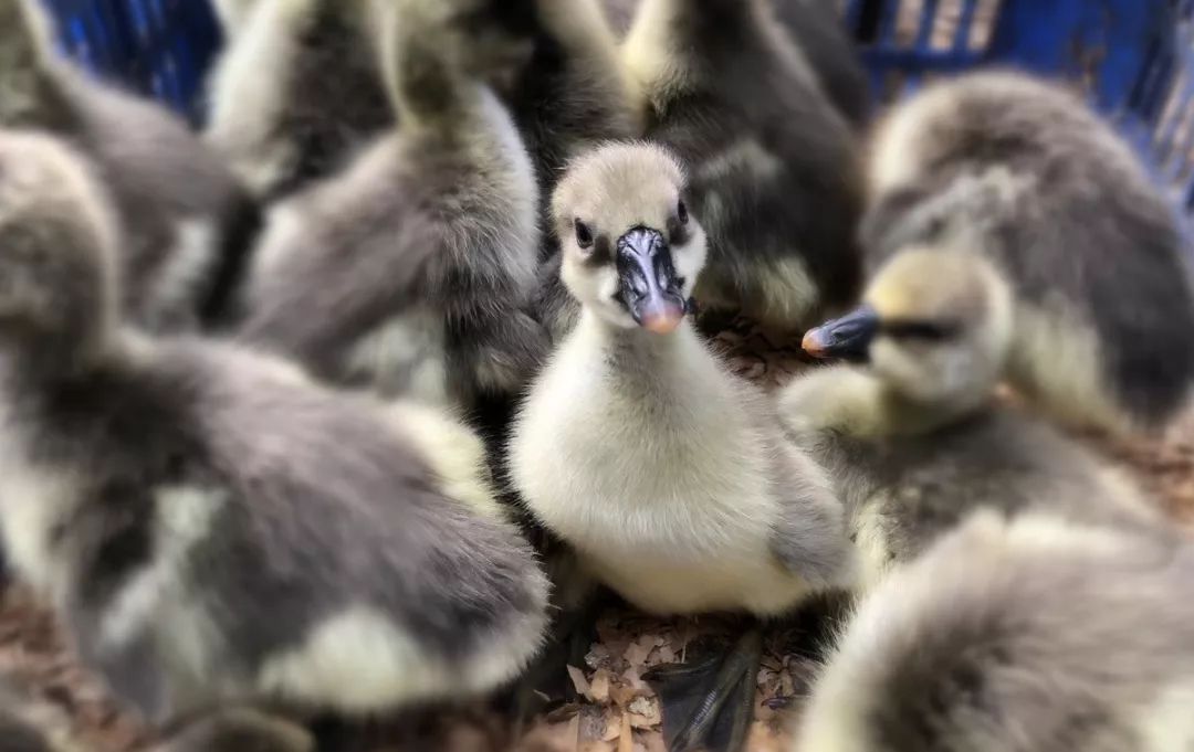 灌阳新圩美食,新圩镇有什么美食