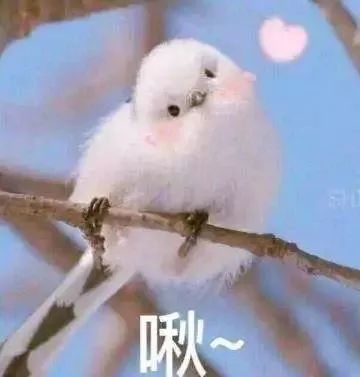 雷品集合吐槽,雷品大吐槽视频怎么拍