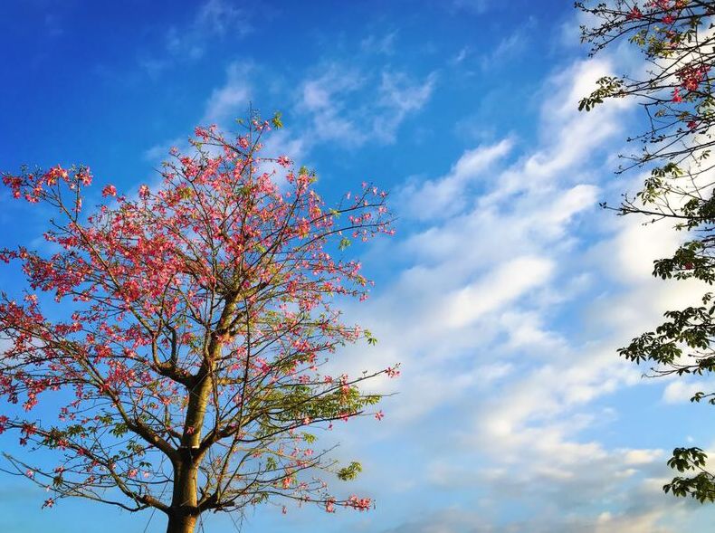 2018年南山区民生微实事项目,南山区民生微实事征集