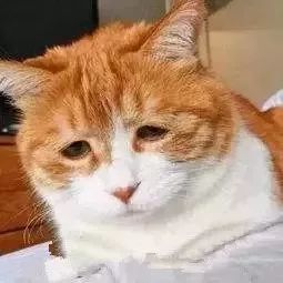 网购南极人服装是真货吗,网购南极人是正品吗