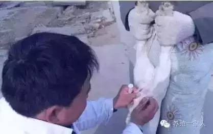 手把手教如何给羊注射药图文详解？