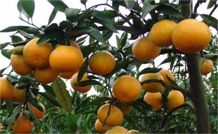 一年一度的农展会,近期农展会