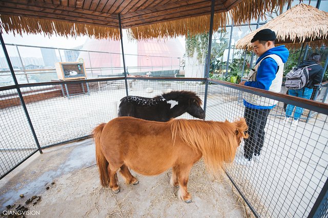 成都怎么玩一天一夜,如何在成都耍一天