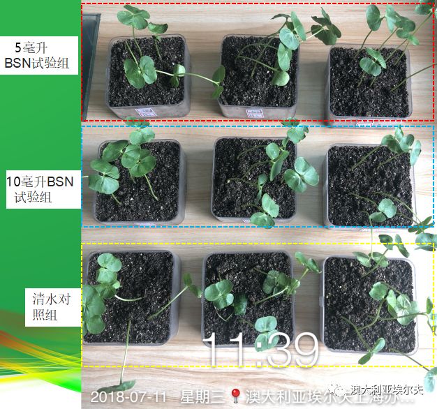 霍博士钙镁肥,霍博士拌种肥用法用量