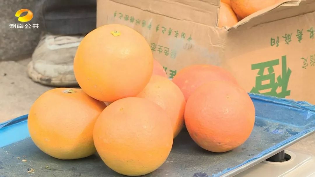 麻阳冰糖橙老人,怀化老人卖橙子