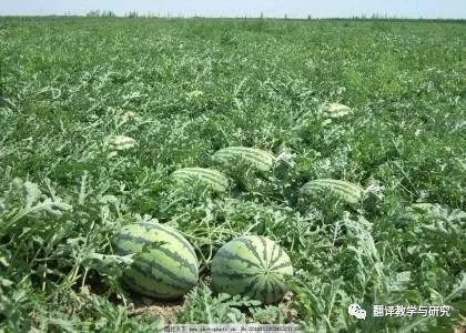 古代蔬菜水果传入中国的时间,各个朝代传入中国的蔬菜和水果