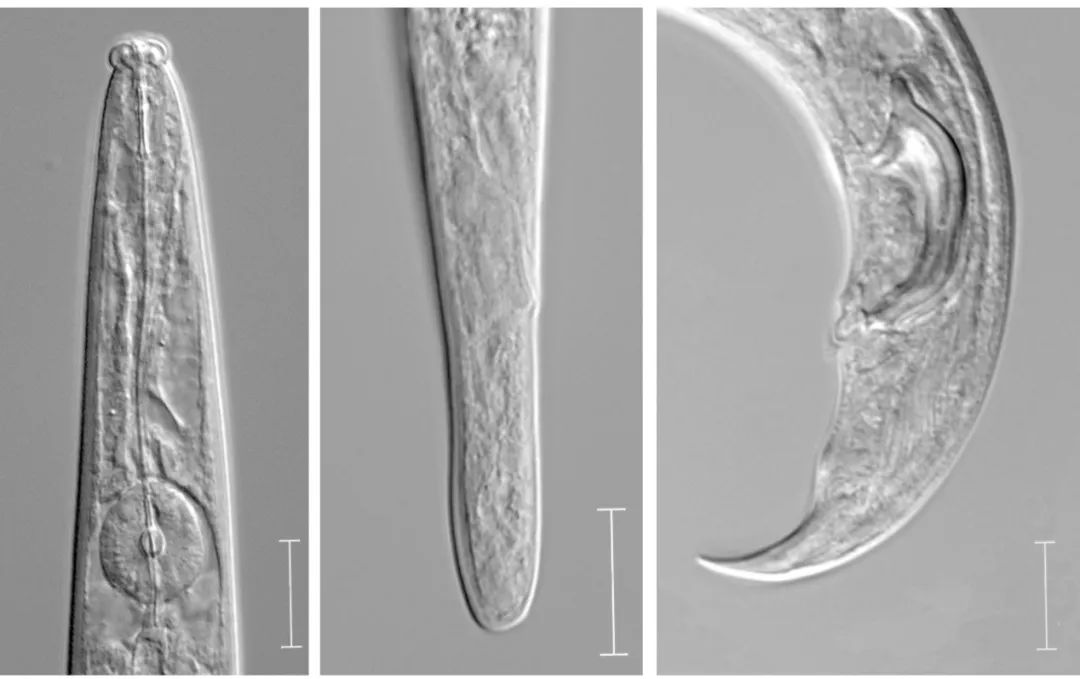 松树也变黄了,松树变红的原因