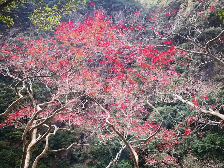 厦门云雾缭绕人间仙境山顶美景,厦门最美山上风景