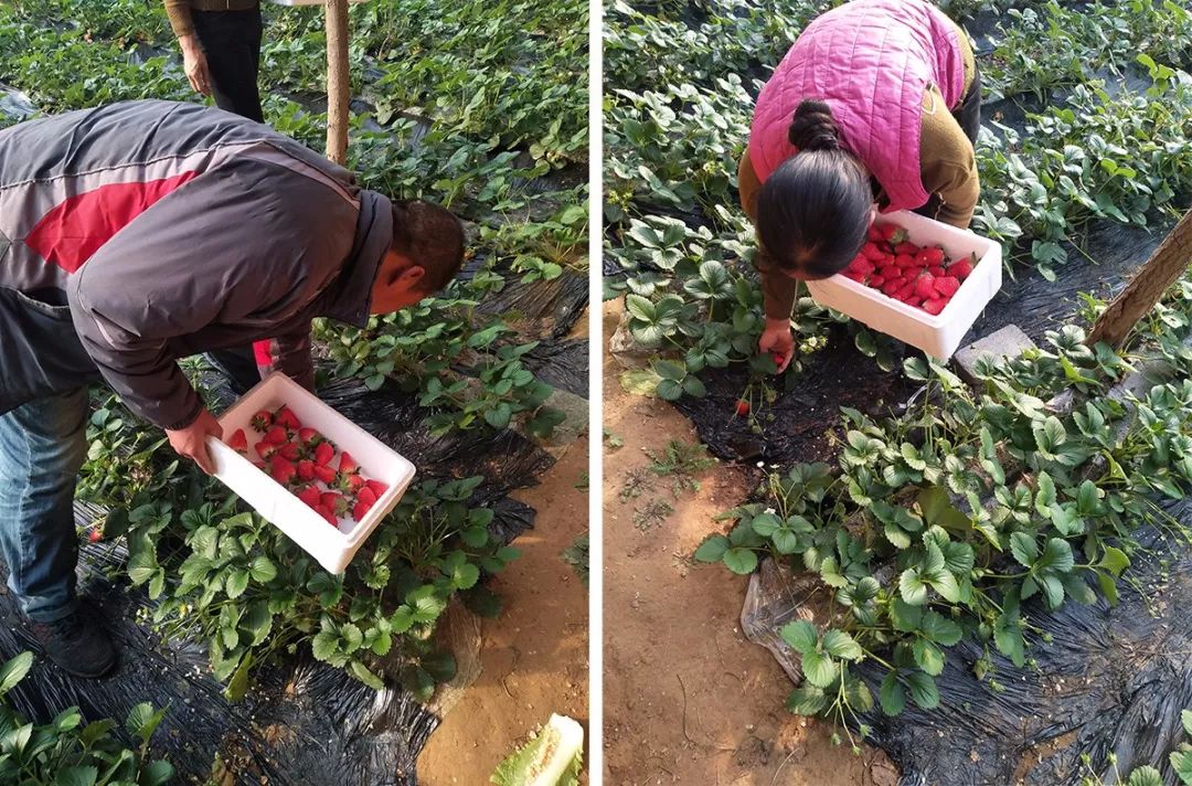 又香又甜好吃的草莓,果香四溢的草莓果酱