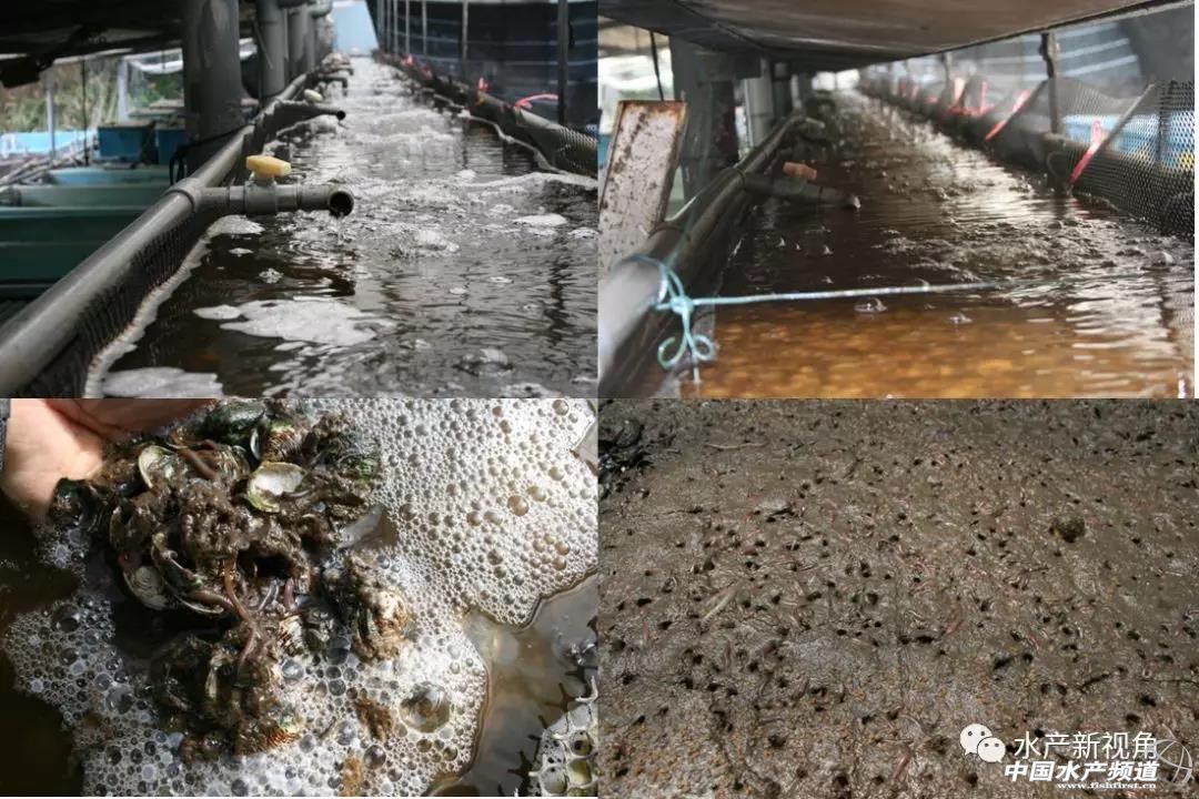 稻虾生态混养方法,白虾vs沙蚕