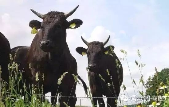 养牛难不难卖牛也难,养牛养什么样的牛好卖