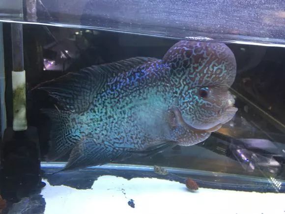 罗汉鱼脱肛严重还有救吗,罗汉鱼失鳔症的鱼恢复要多久