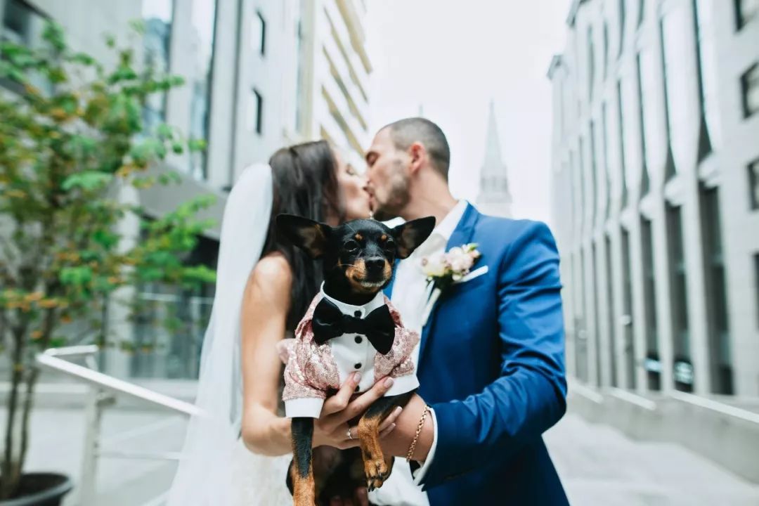 为什么新婚不能带狗,结婚要带狗吗
