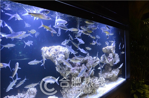 玛塔塔动物王国合肥,马塔塔动物王国室内