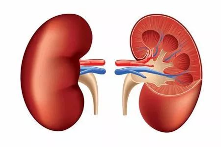 每天八杯水到底每杯是多少份量,每天八杯水到底是多大的杯子