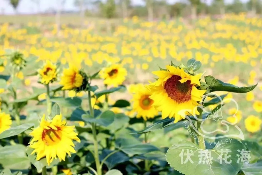 你还不知道乡村旅游吗,你还不知道哪些地方好玩