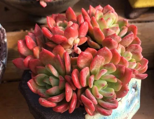 多肉怎么长大得快点,多肉怎么长成一大朵