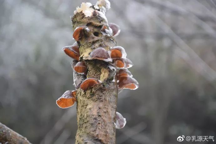 广东下雪之旅,广东下雪是什么体验