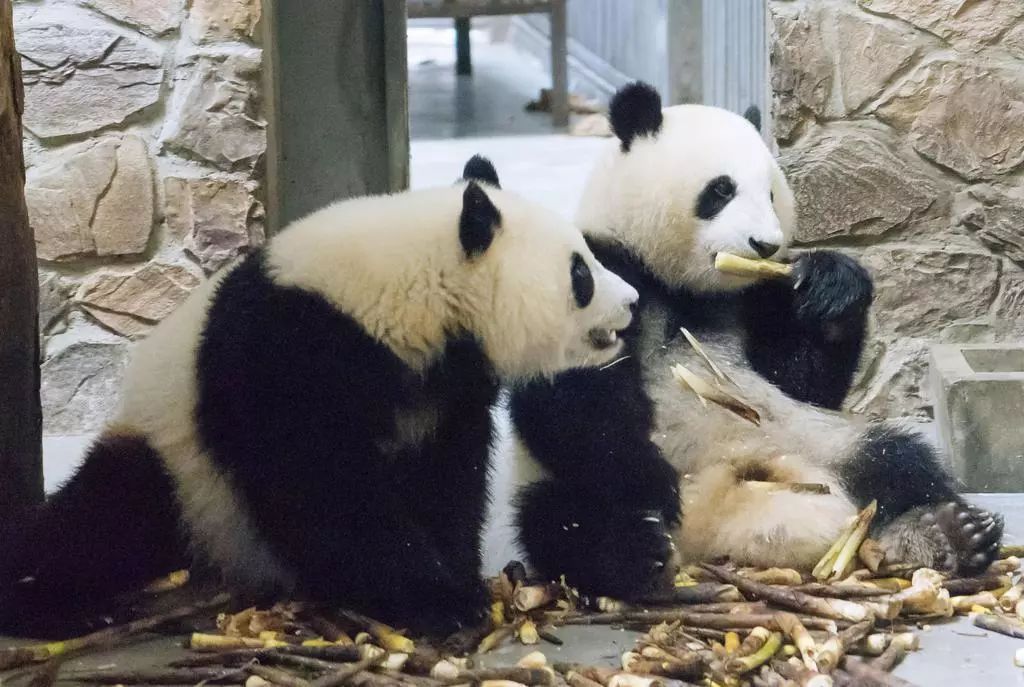 老外多爱猫咪,老外多爱中国