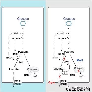 二甲双胍抗新冠病毒,二甲双胍抗肿瘤的研究现状
