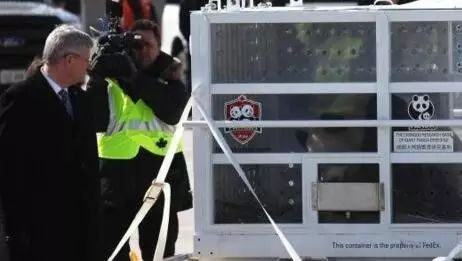 老外到底多喜欢熊猫,老外看中国大熊猫