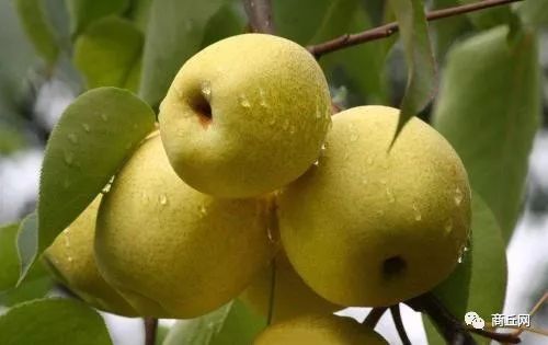 商丘八大农产品,商丘农产品地理标志有几个