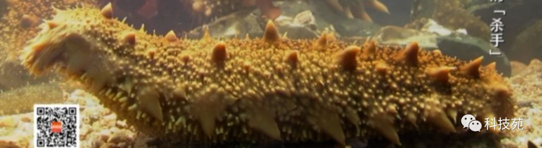 人工养殖海参多少钱一斤,海参几斤鲜品出一斤干品