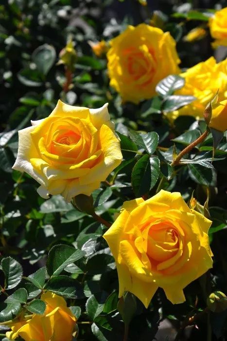 日本顶级微型月季,日本顶级盆栽大师