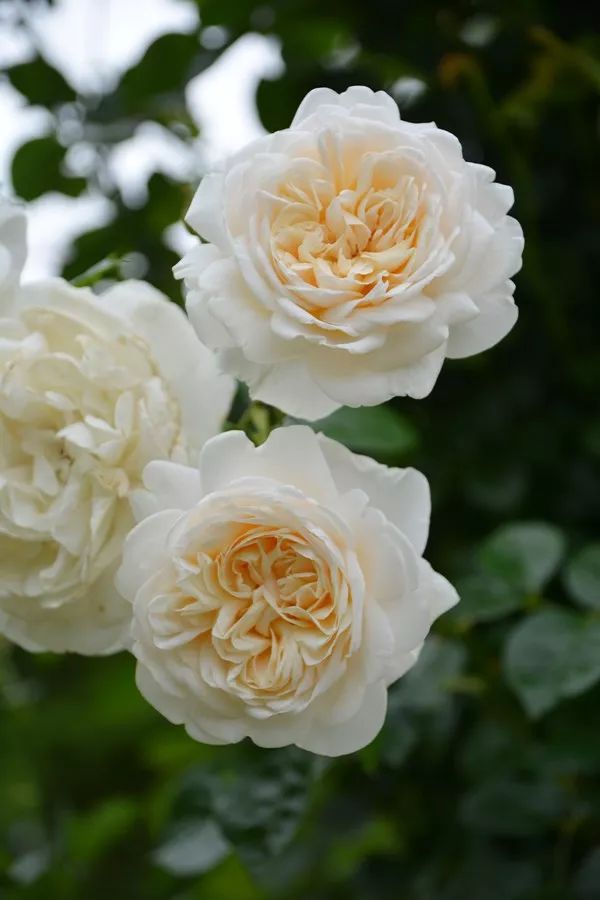 日本顶级微型月季,日本顶级盆栽大师