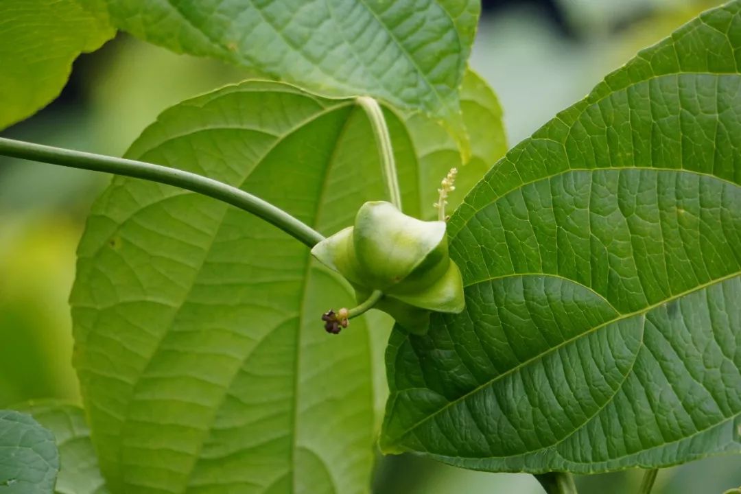 华南植物园吉祥花图片,华南植物园禾雀花观赏时间