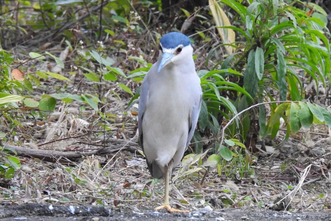 华南植物园吉祥花图片,华南植物园禾雀花观赏时间