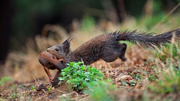 身边没有野生动物？也许是你不够慢