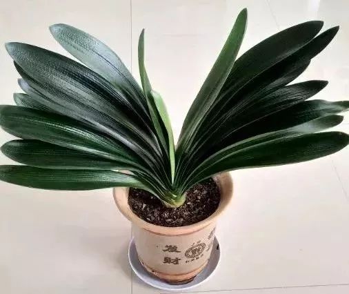 家里盆栽洋葱开花,洋葱盆栽开花