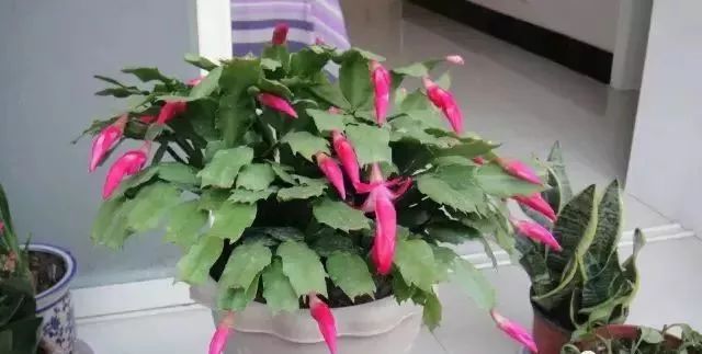 家里盆栽洋葱开花,洋葱盆栽开花