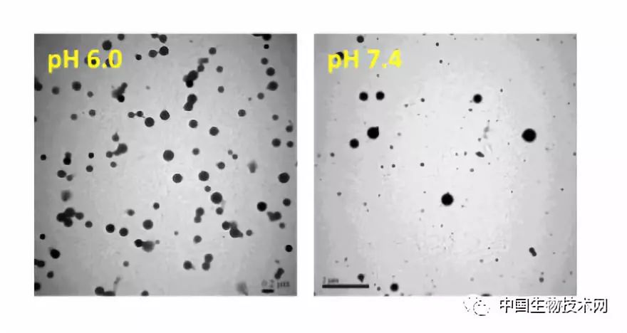 台科大发明自组装纳米粒子，或可实现胰岛素口服给药