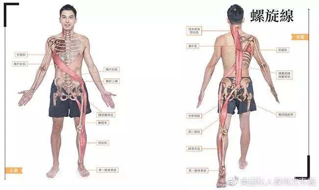 身体螺旋线,人体螺旋线的作用