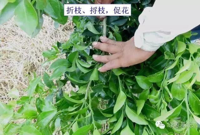 果树花芽分化期用什么促花芽分化,什么可以促进花芽分化