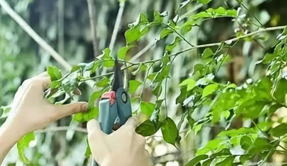 木槿花苗木移栽修剪,苗木修剪什么季节好