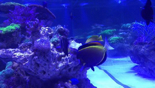 厦门翔安海洋馆门票价格,翔安澳头海洋馆