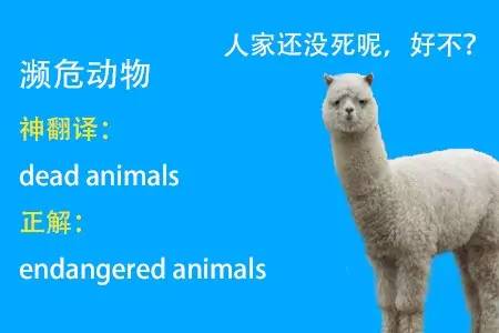 四六级神翻译,四六级翻译神评