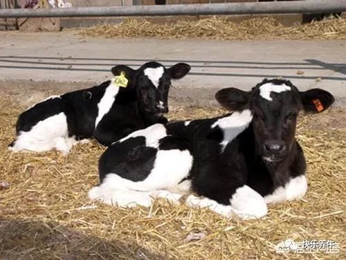 牛站不起来能治好么,牛站不起来最快的治疗方法