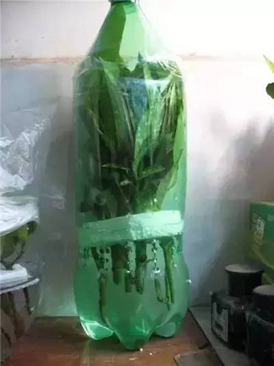 水插栀子花技术,水插栀子怎么移栽