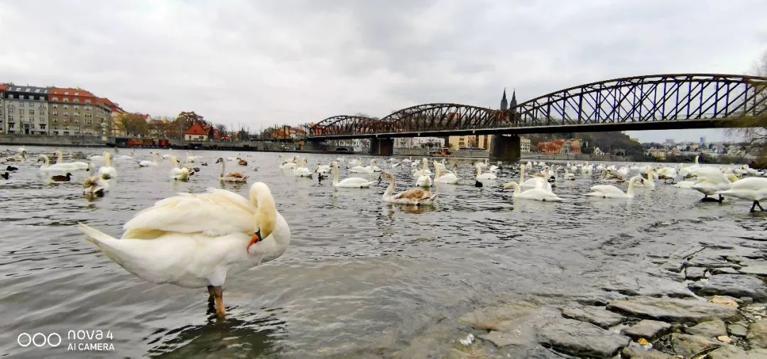 波西米亚狂想曲镜头,波西米亚狂想曲视频