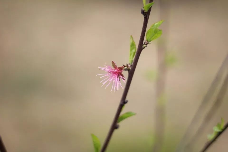 请给我来一碗“江工专属腊八粥”