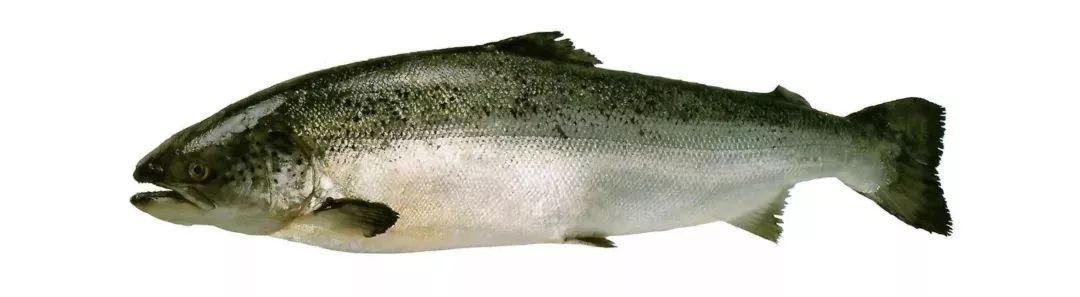 不认识这些海鲜，还敢说吃遍三亚？“三亚发布”能查海鲜限价哦～